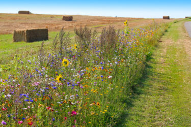 Biodiversity Net Gain UK