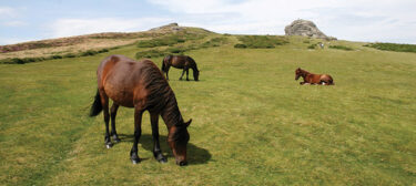 Grazing quarry