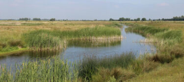 wetlands