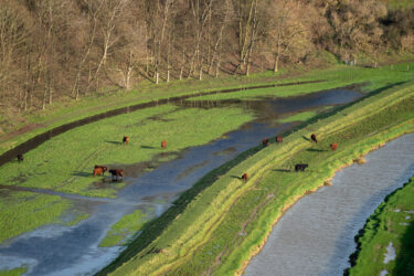 Cows on the flood plain of the Cuckmere river in Sussex